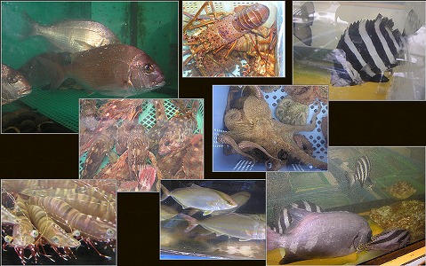 明石浦の天然魚（前モン）